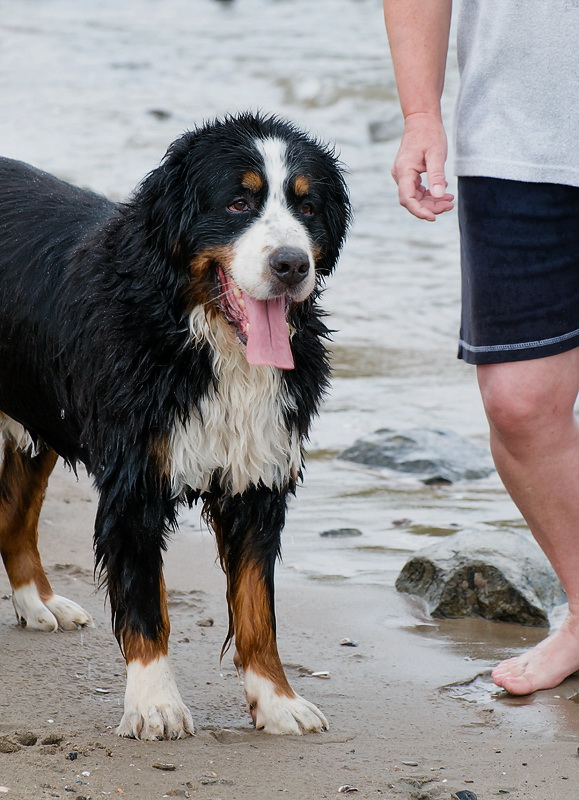 Anton Aasee BocholtD35_9510 als Smart-Objekt-1 Kopie.jpg - Zwischenzeitlich ist Anke mit unserem Anton ans Rheinufer. Das tollste für Anton ist Stöckchen ins Wasser werfen.